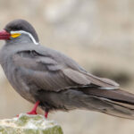 Lima birding trips