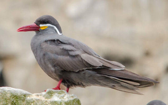 Lima birding trips