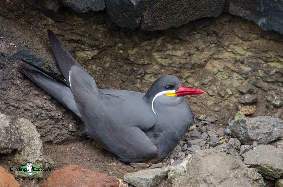 Central Peru birding tours