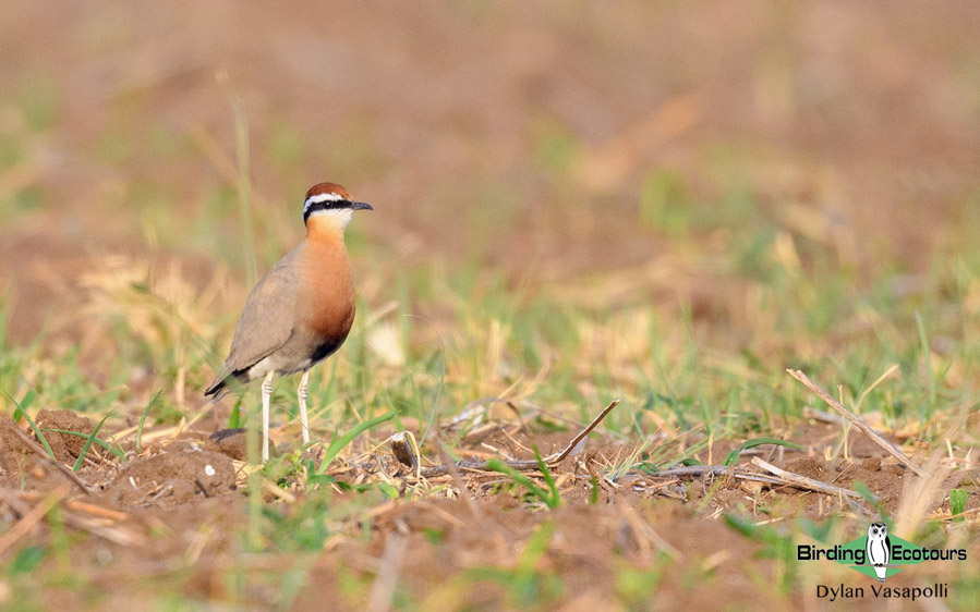 Northern India birding tour