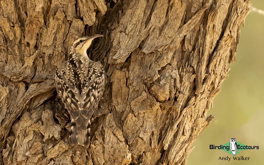 Rajasthan birding tours