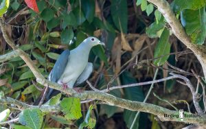 Papua New Guinea birding tours