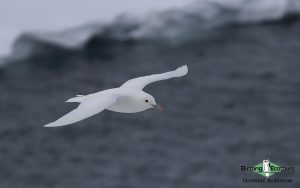 Svalbard birding cruise