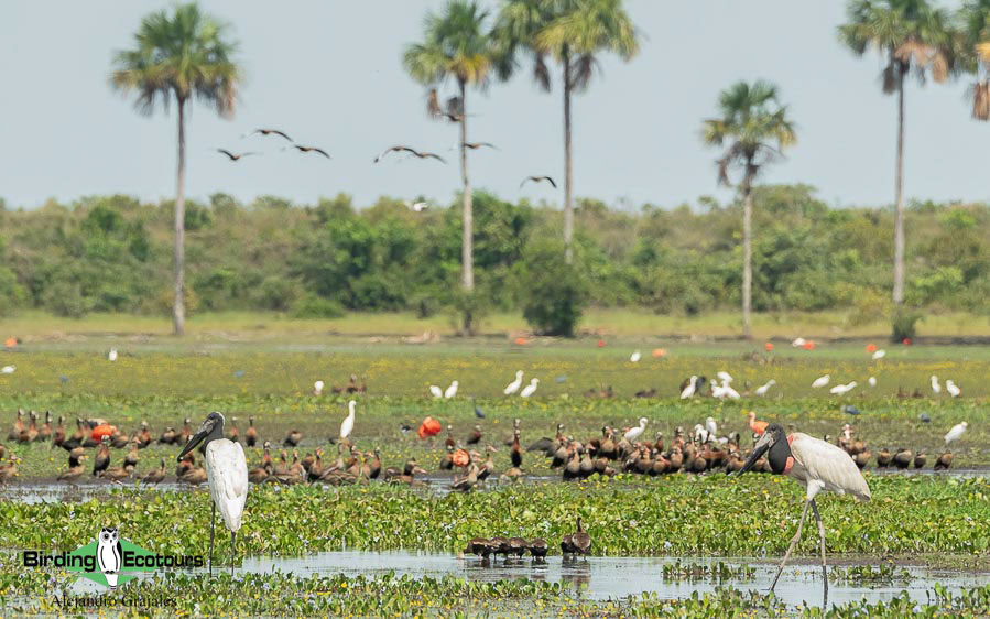 Colombia birding tours