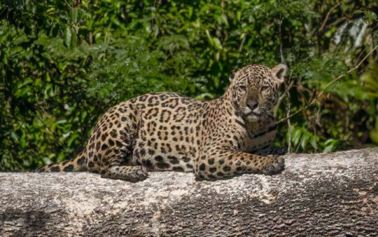 Pantanal birding tours