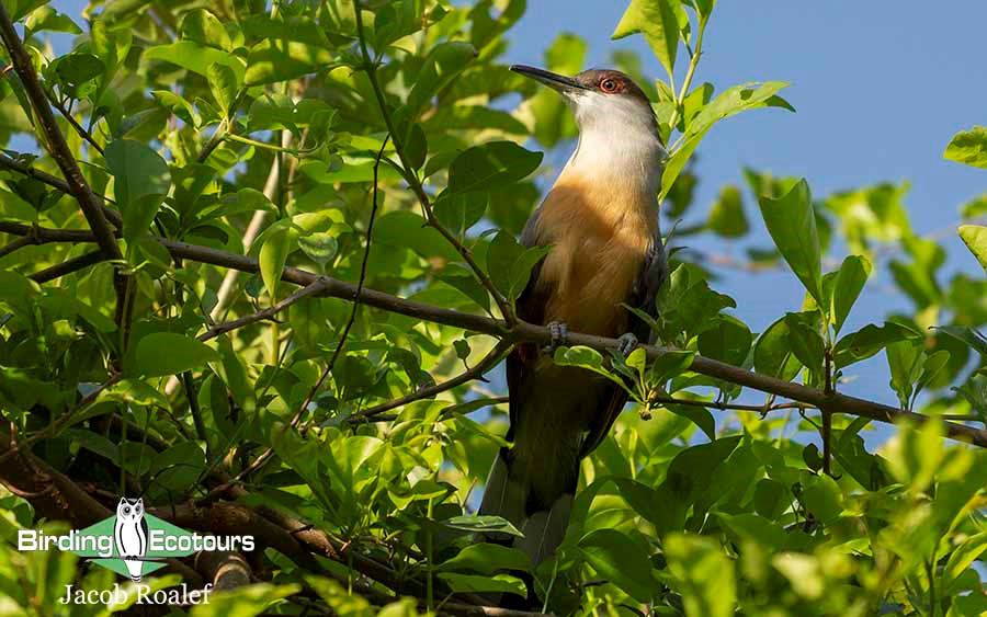 Jamaica birding tour