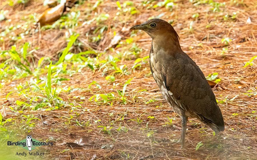 The Philippines Endemic Birding 