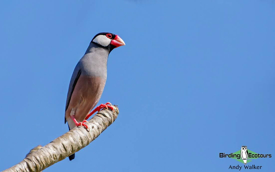 Indonesia birding tour Bali and East Java