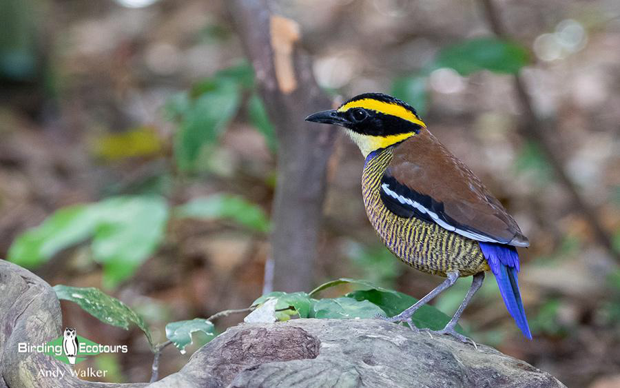 Indonesia birding tour Bali and East Java