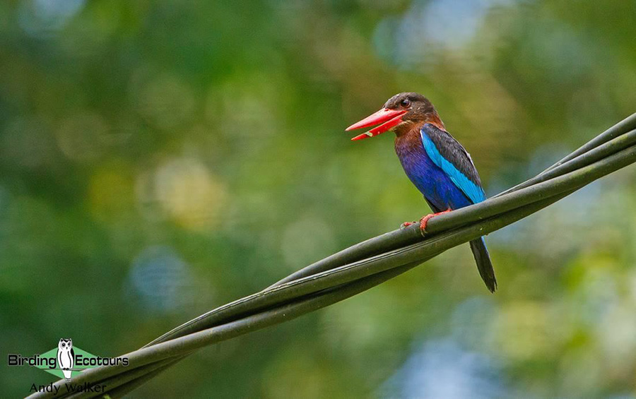 Indonesia birding tour Bali and East Java