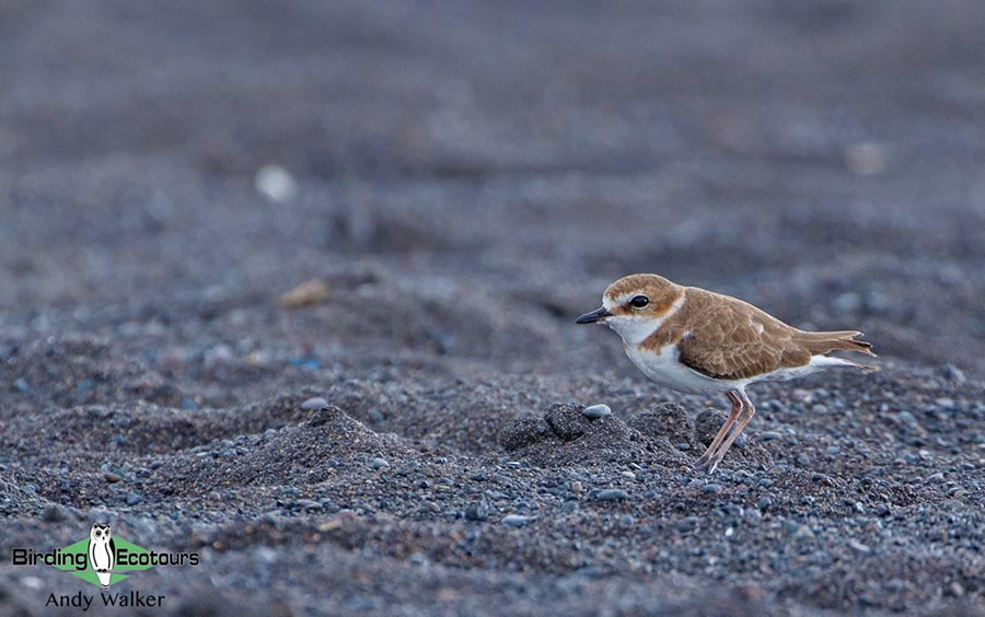 Indonesia birding tour Bali and East Java