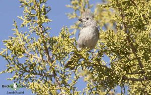 Grand canyon birding tours