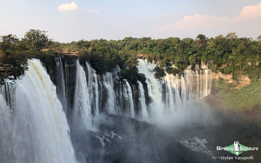 Angola birding tours