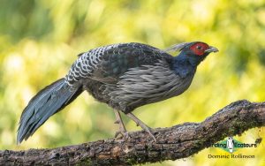 Nepal birding tours