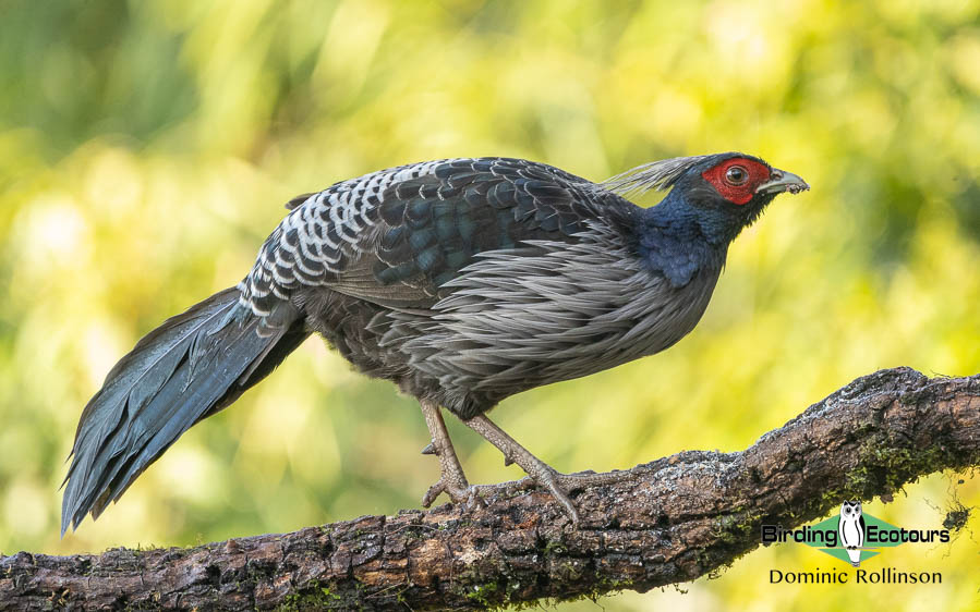 Nepal birding tours