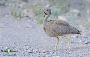 Tankwa Karoo birding tours