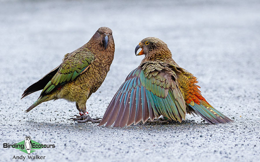 New Zealand Birding Endemic Extravaganza 