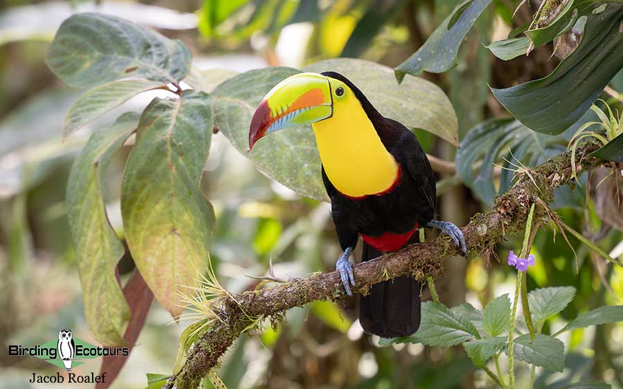 Panama birding tours