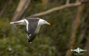 Tasmanian birding tours