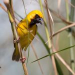 Tanzania birding tour