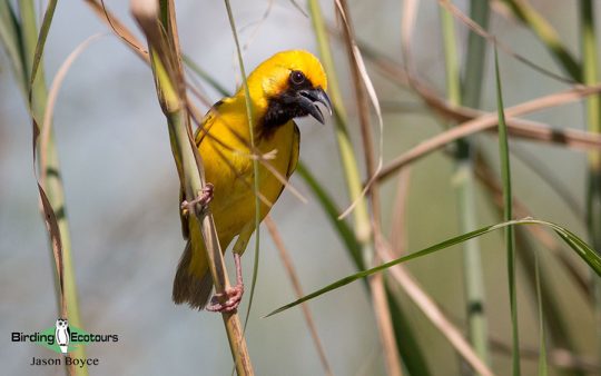 Tanzania birding tour