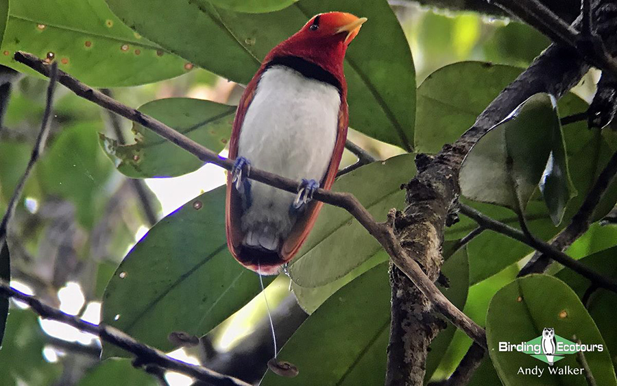 Papua New Guinea birding tours