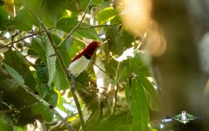 Papua New Guinea birding tours