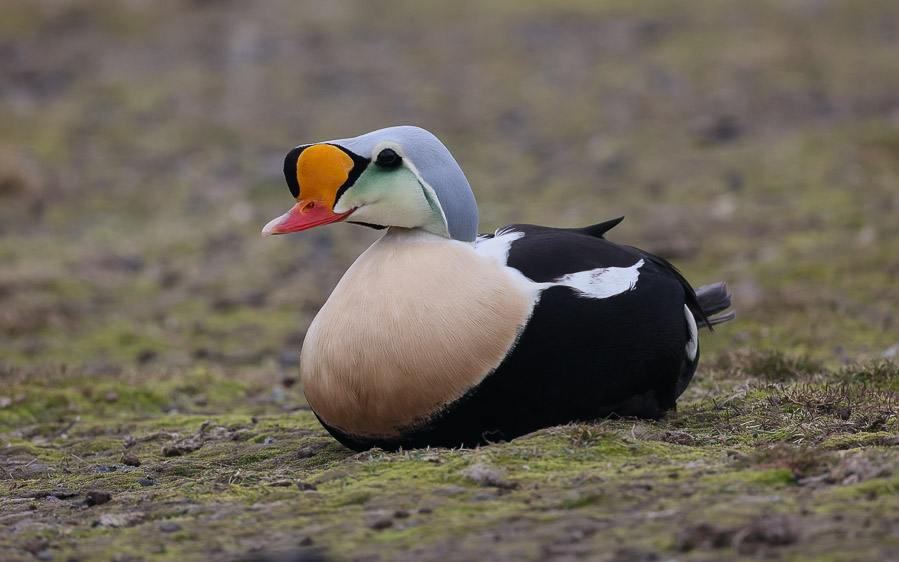 birding wildlife tours