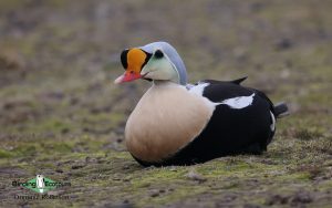 Iceland birding tours