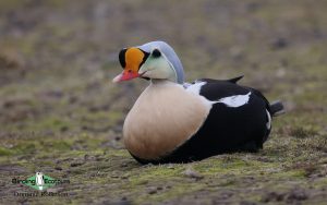 Norway birding tours