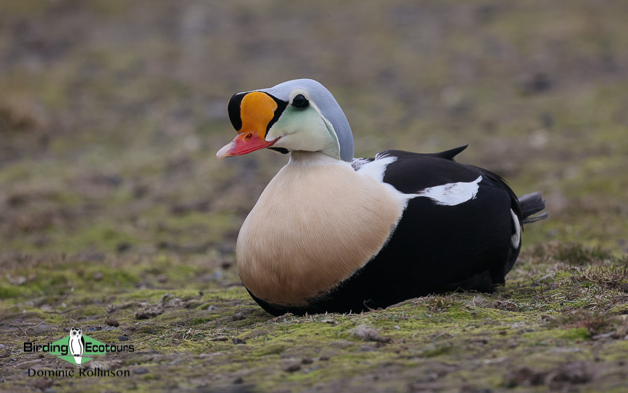 Svalbard birding cruise