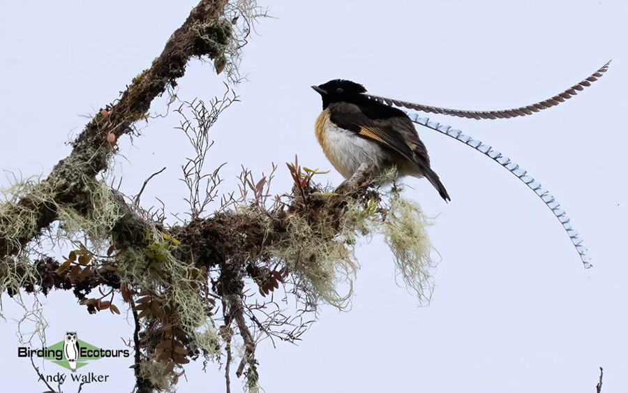 Papua New Guinea birding tours