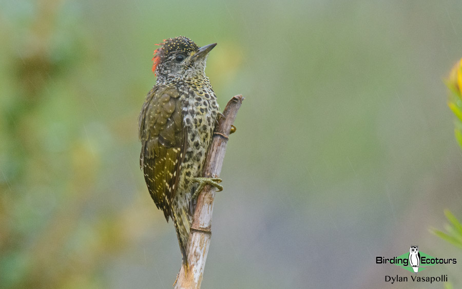 Garden Route birding