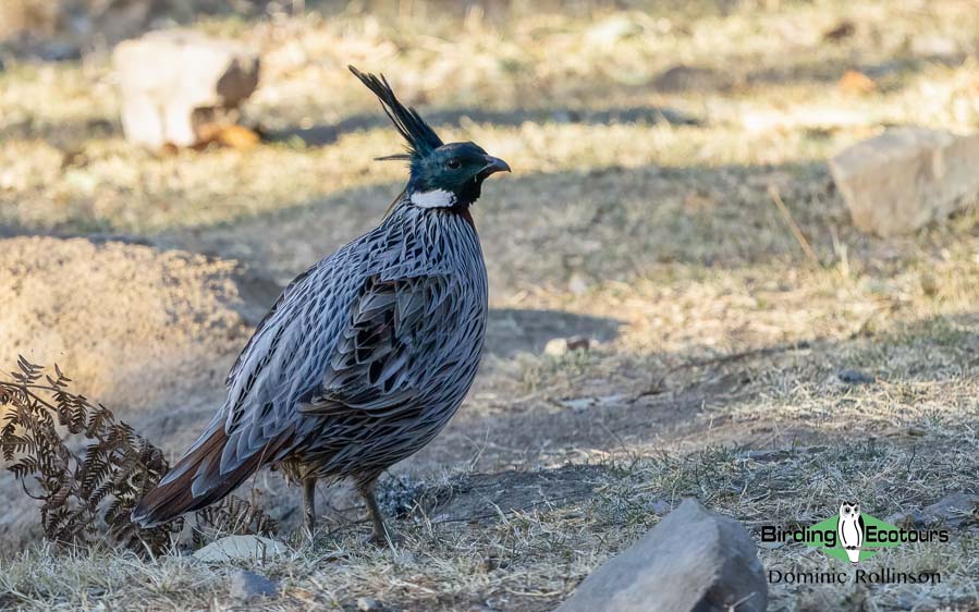 Northern India birding tour