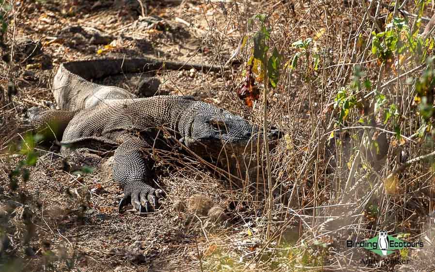 Lesser Sunda Islands birding tour