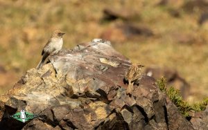 Mongolia birding tours