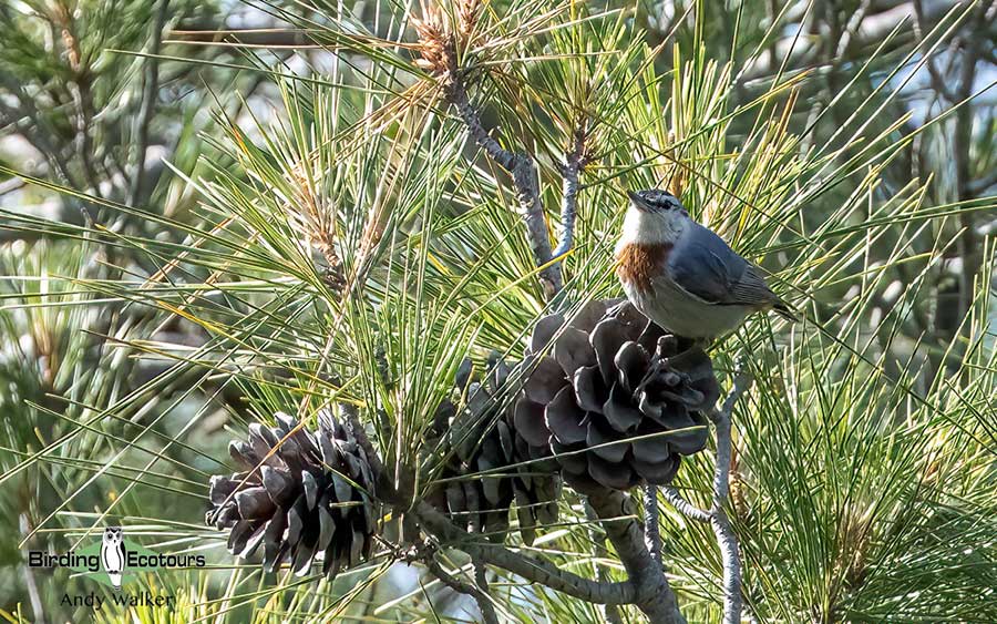 Greece: Lesvos birding tour