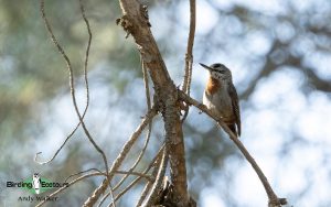 Lesvos birding tours