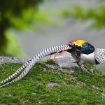Sichuan birding tours