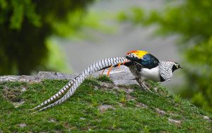 Sichuan birding tours