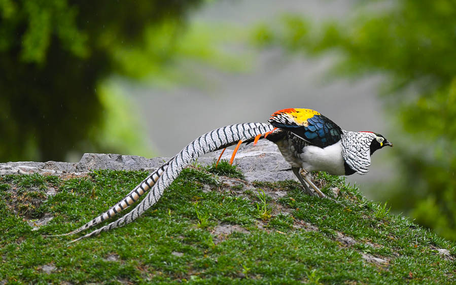 Sichuan birding tours