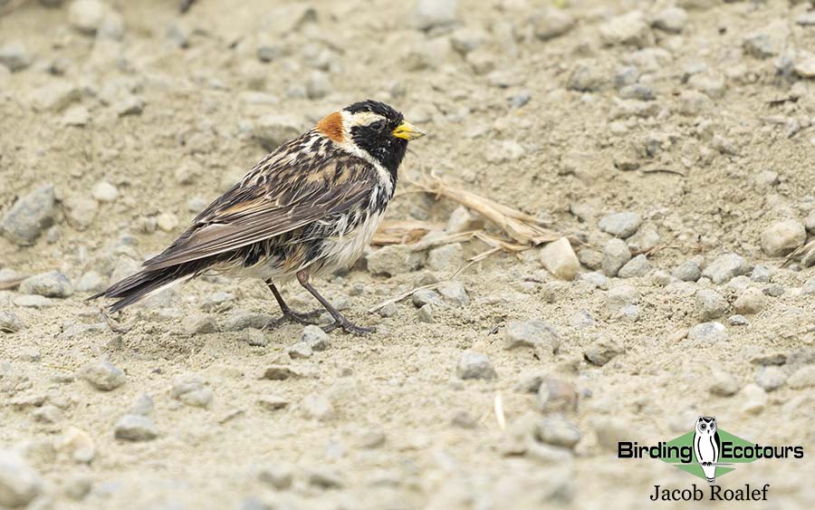 Finland birding tours