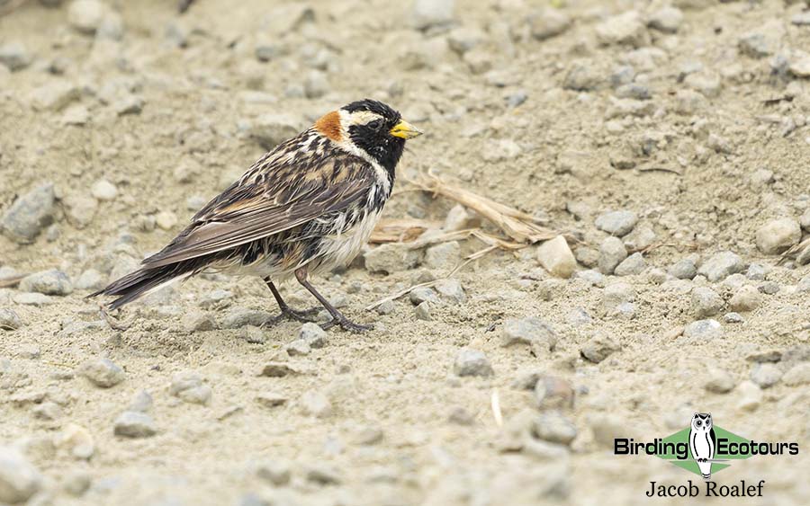 Finland birding tours