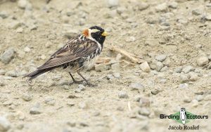 Alaska birding tours