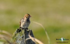 Northwest Norfolk day tour