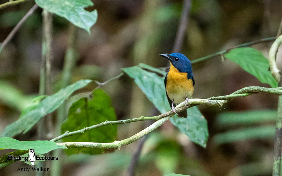 Southern Thailand birding tours