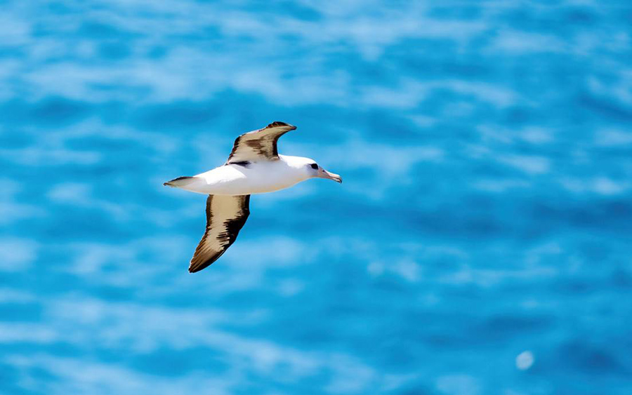 Japan Winter Birds