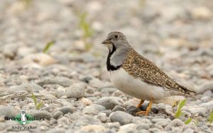 Patagonia birding tours