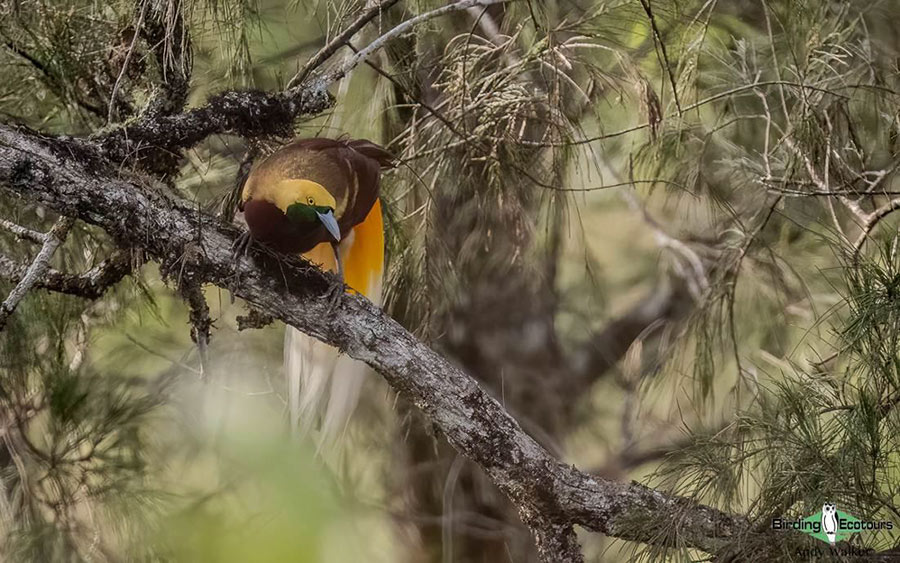 Papua New Guinea birding tours