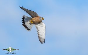 Spain birding tours
